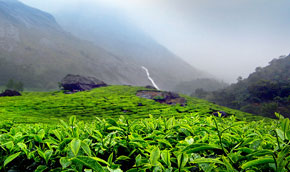 Munnar Tea Plants